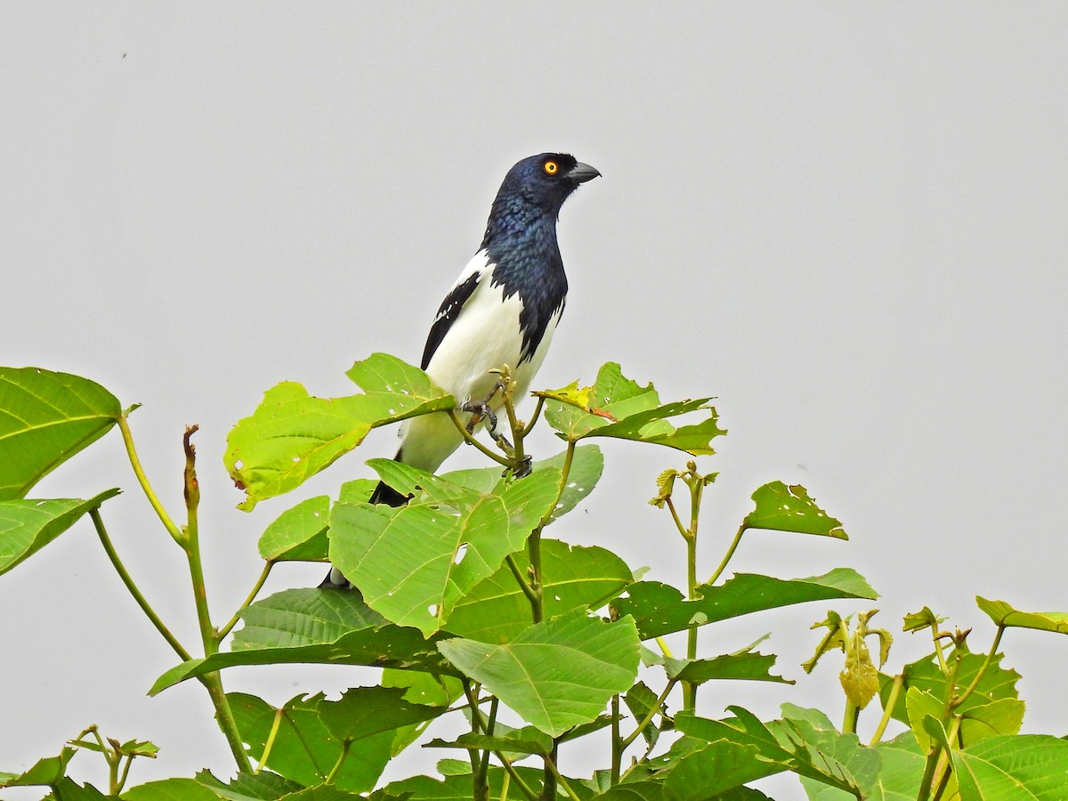 Magpie Tanager - ML645749343