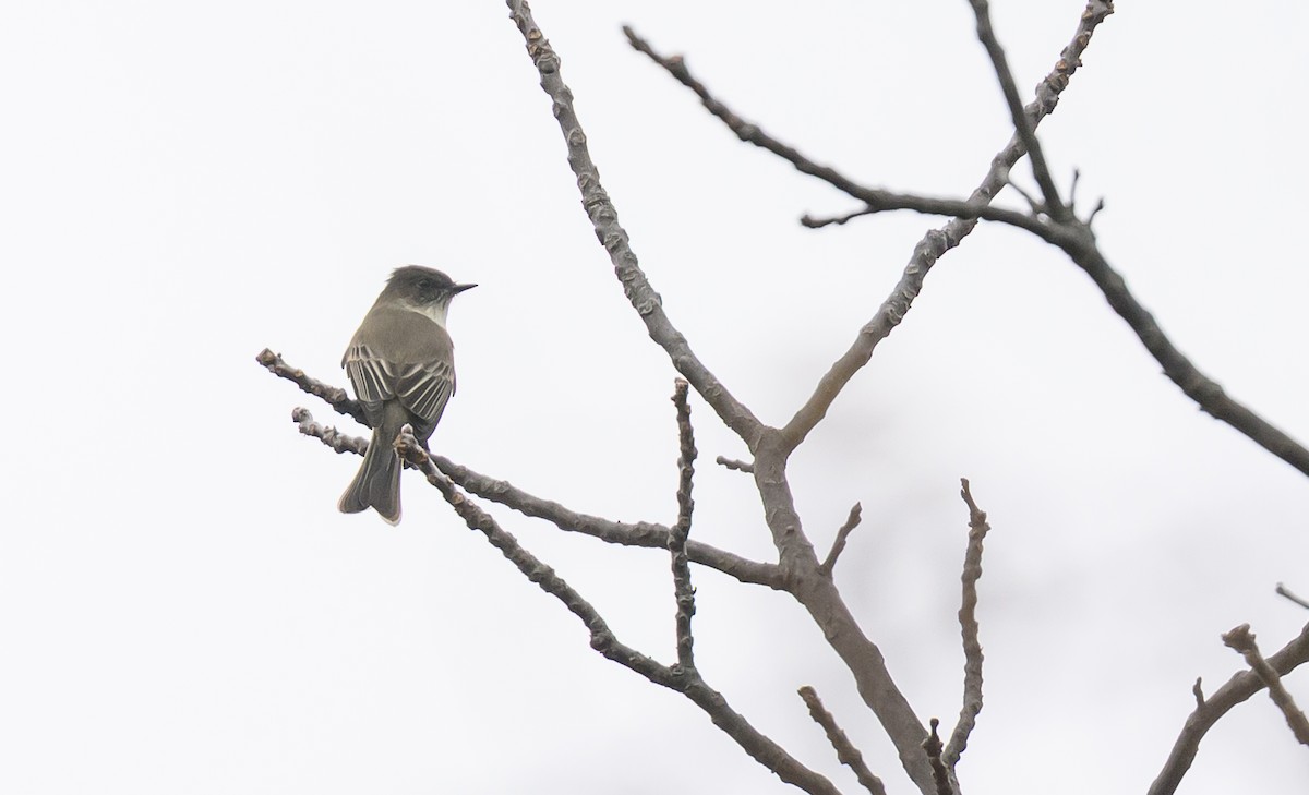 Eastern Phoebe - ML645749350