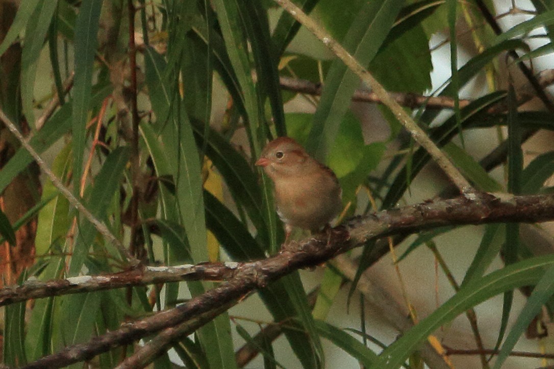 Field Sparrow - ML645749352