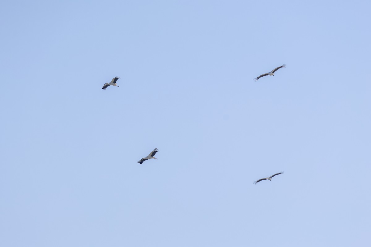 Oriental Stork - ML645749353