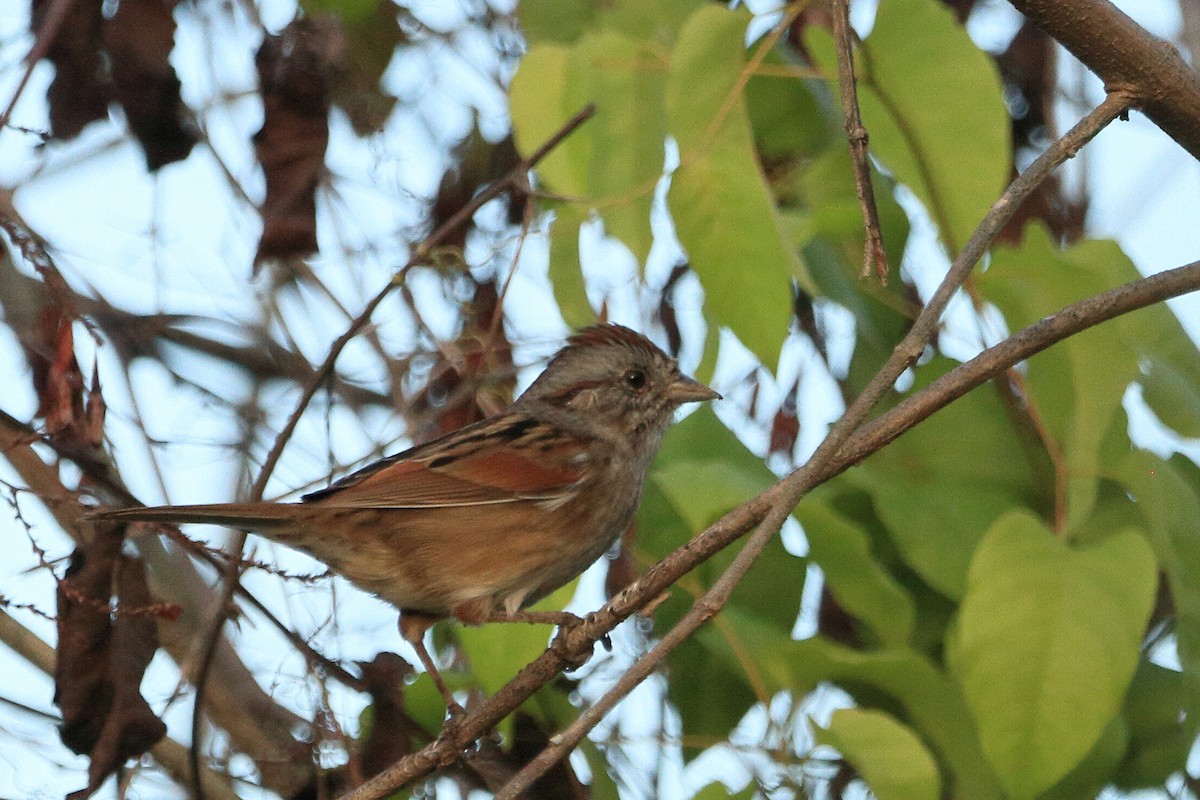 Swamp Sparrow - ML645749362