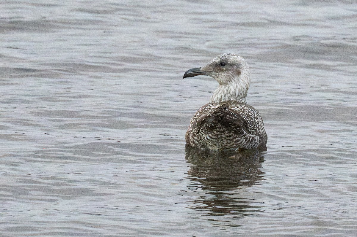 gull sp. - ML645749364