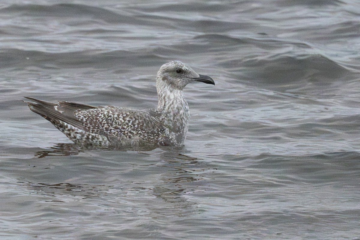 gull sp. - ML645749368