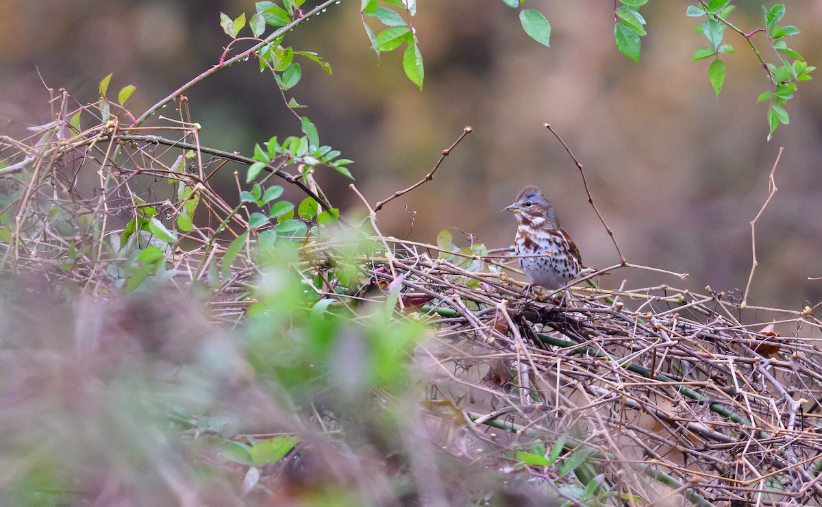 Fox Sparrow (Red) - ML645749370