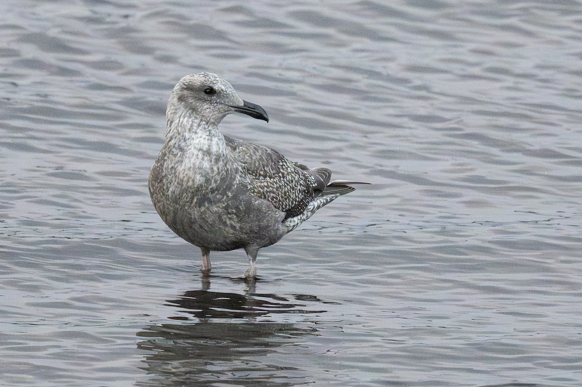gull sp. - ML645749371