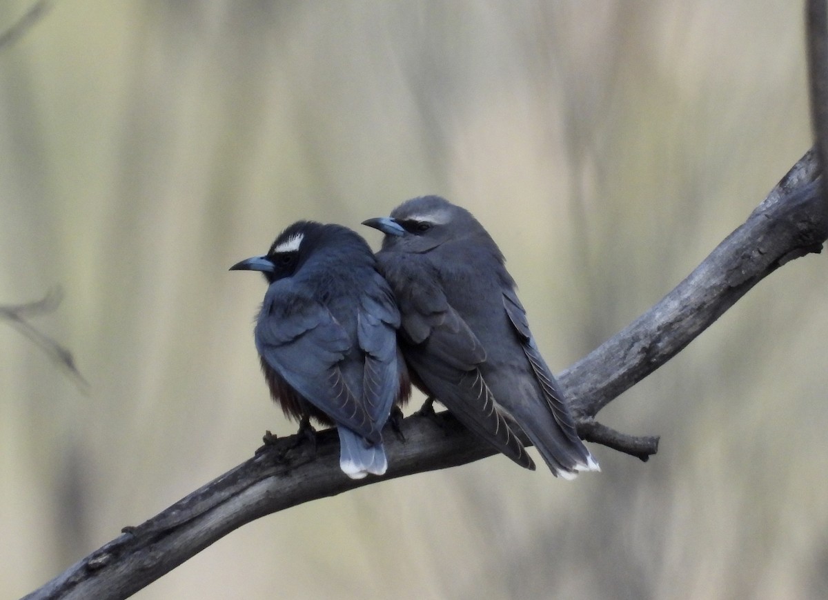 White-browed Woodswallow - ML645749377