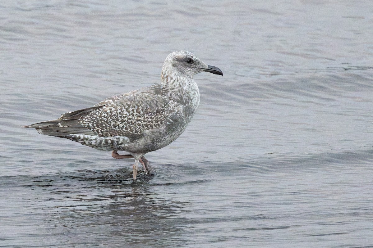 gull sp. - ML645749380
