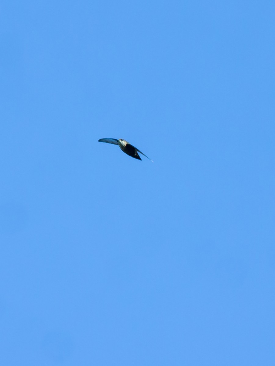 Vaux's Swift - ML645749383