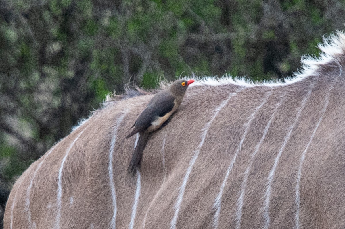 rødnebboksehakker - ML645749384