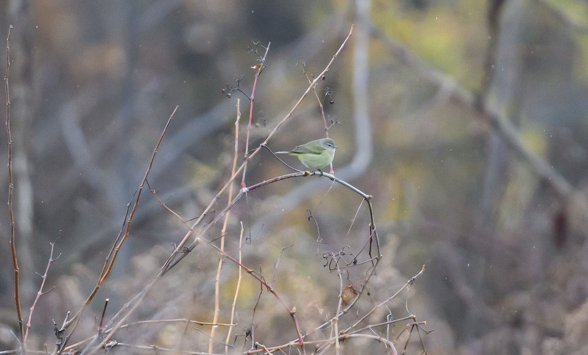 Orange-crowned Warbler (Gray-headed) - ML645749385