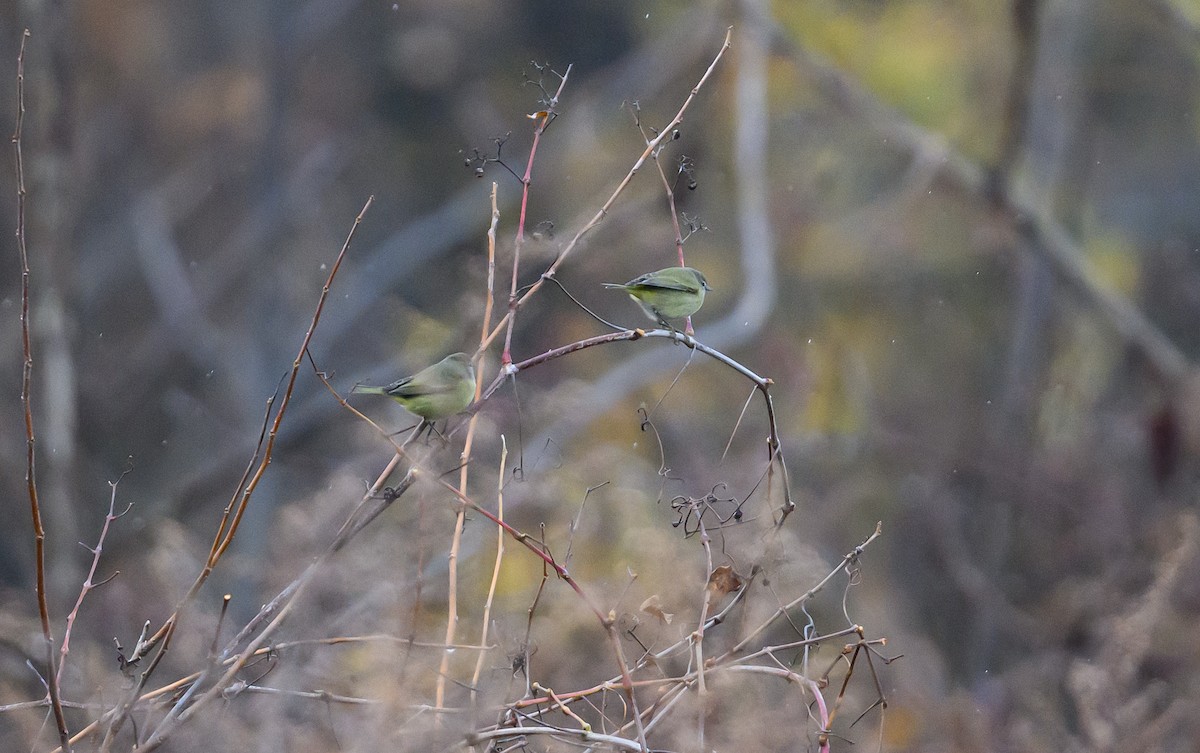 Orange-crowned Warbler (Gray-headed) - ML645749386