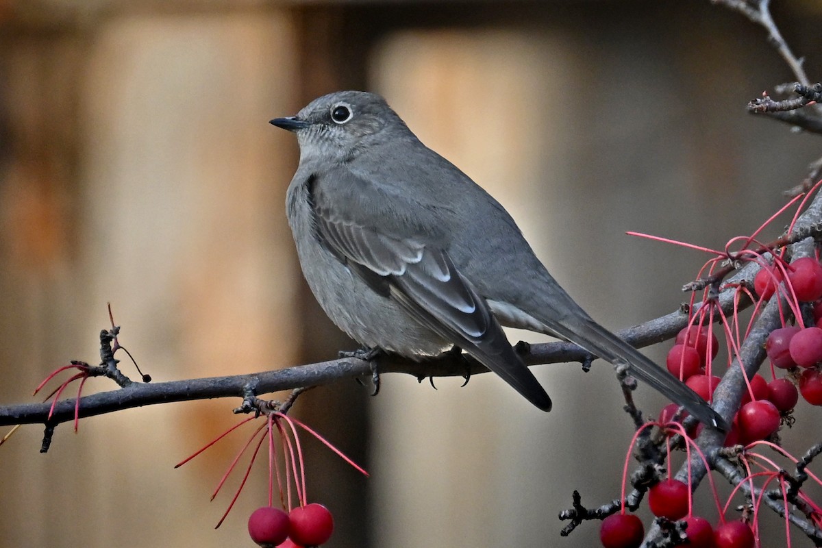 Townsend's Solitaire - ML645749387