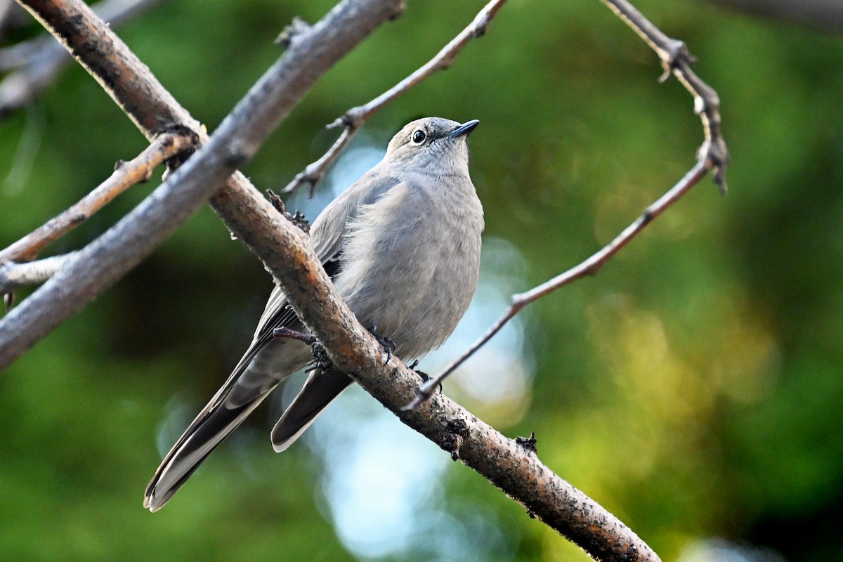 Townsend's Solitaire - ML645749388