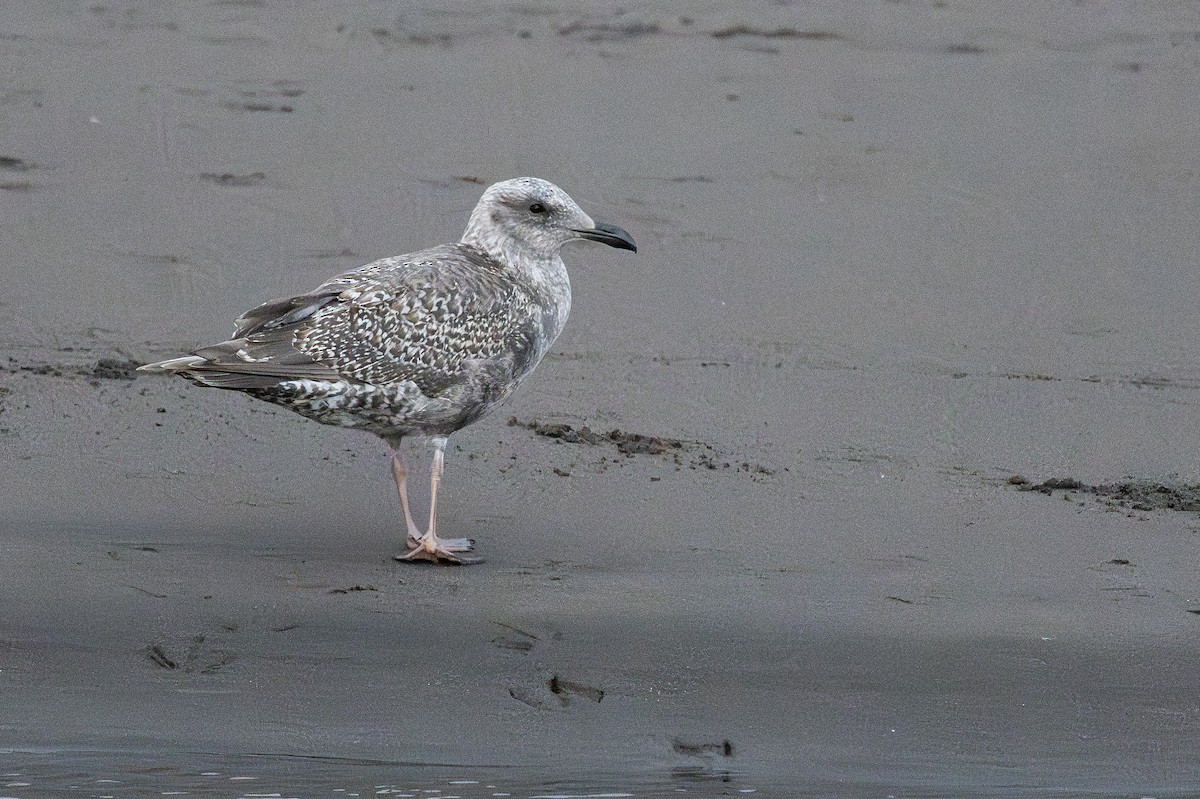 gull sp. - ML645749391