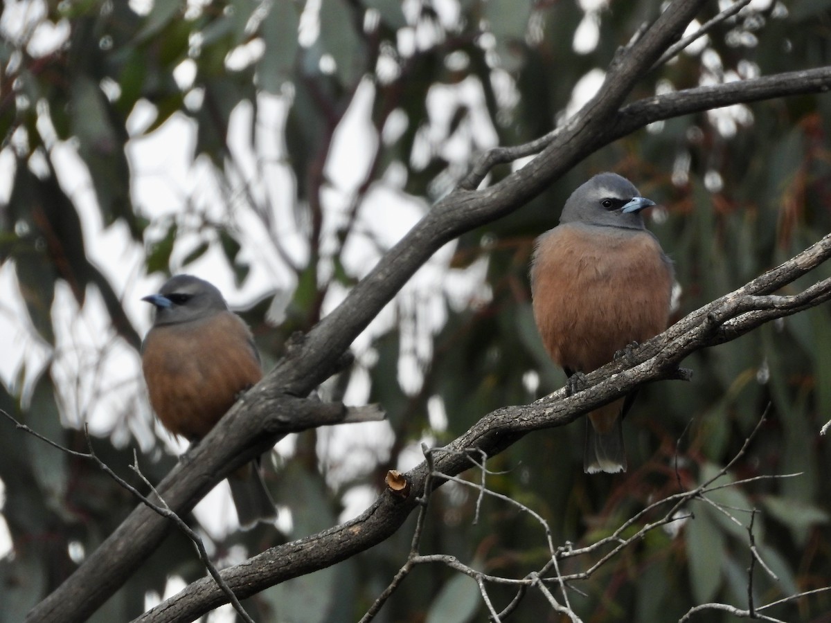 White-browed Woodswallow - ML645749394