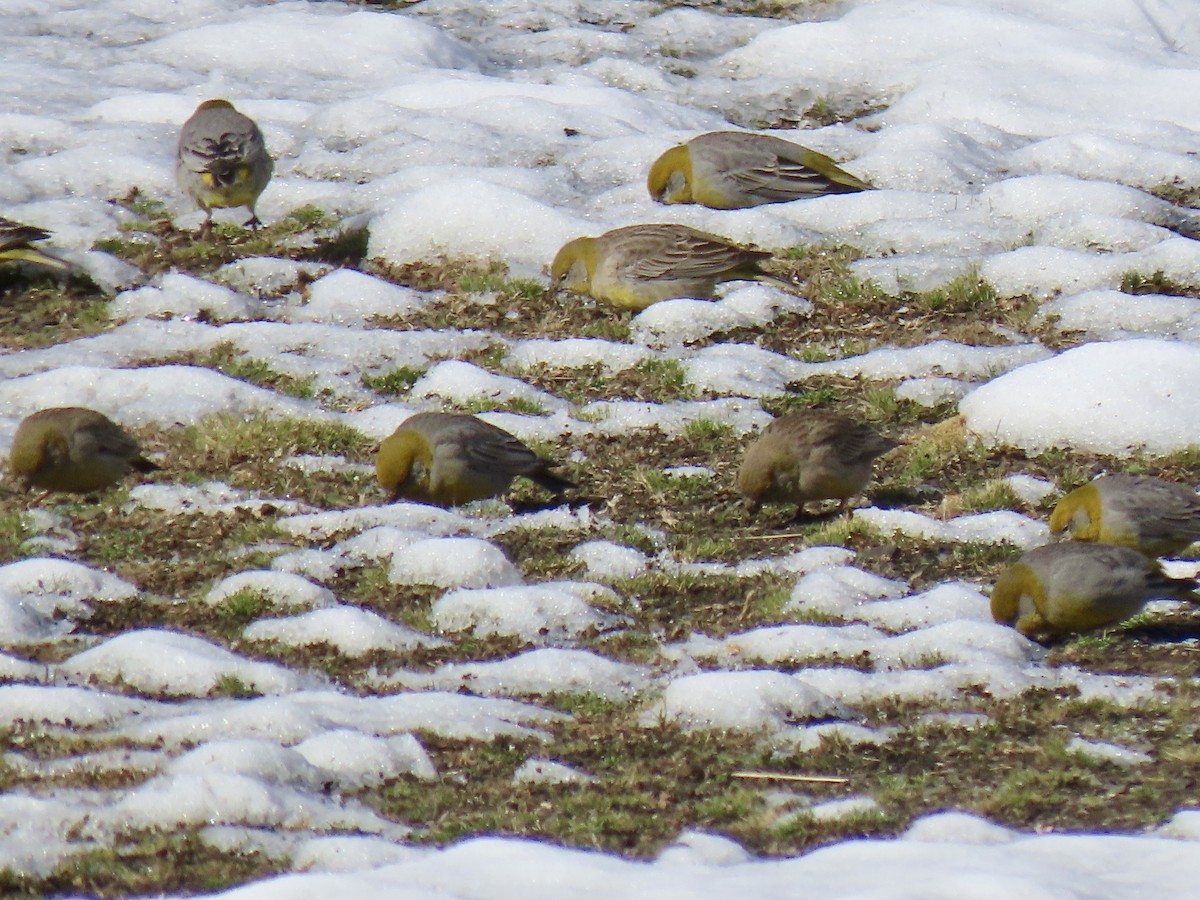 キゴシキンノジコ - ML645749399