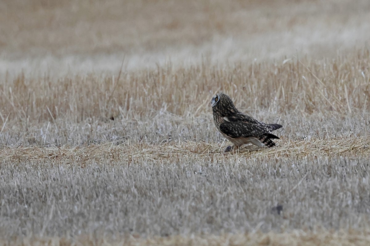 kalous pustovka - ML645749402