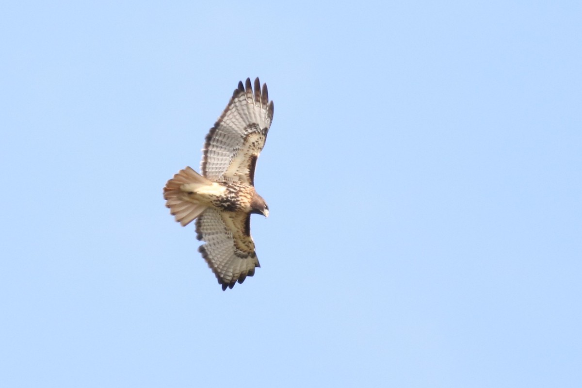 Red-tailed Hawk (abieticola) - ML645749404