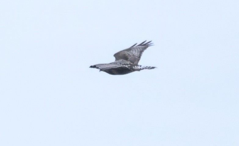 Rough-legged Hawk - ML645749406