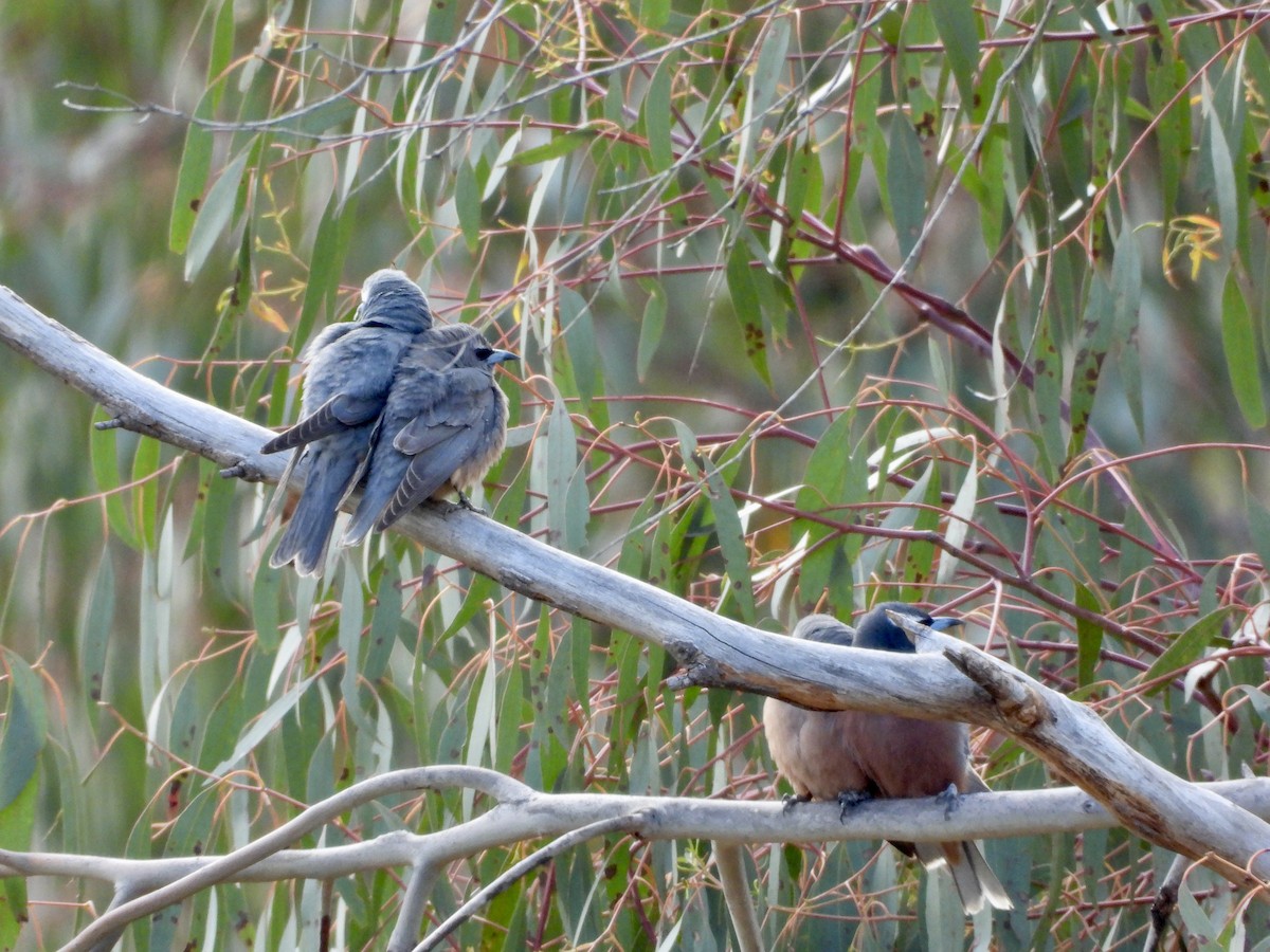 White-browed Woodswallow - ML645749407