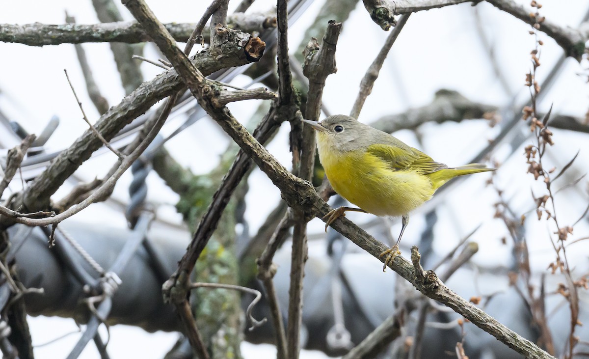 Nashville Warbler - ML645749408