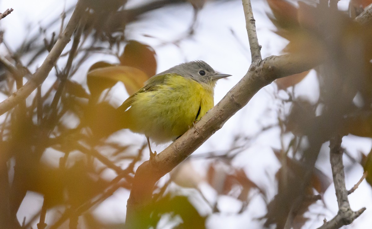 Nashville Warbler - ML645749409
