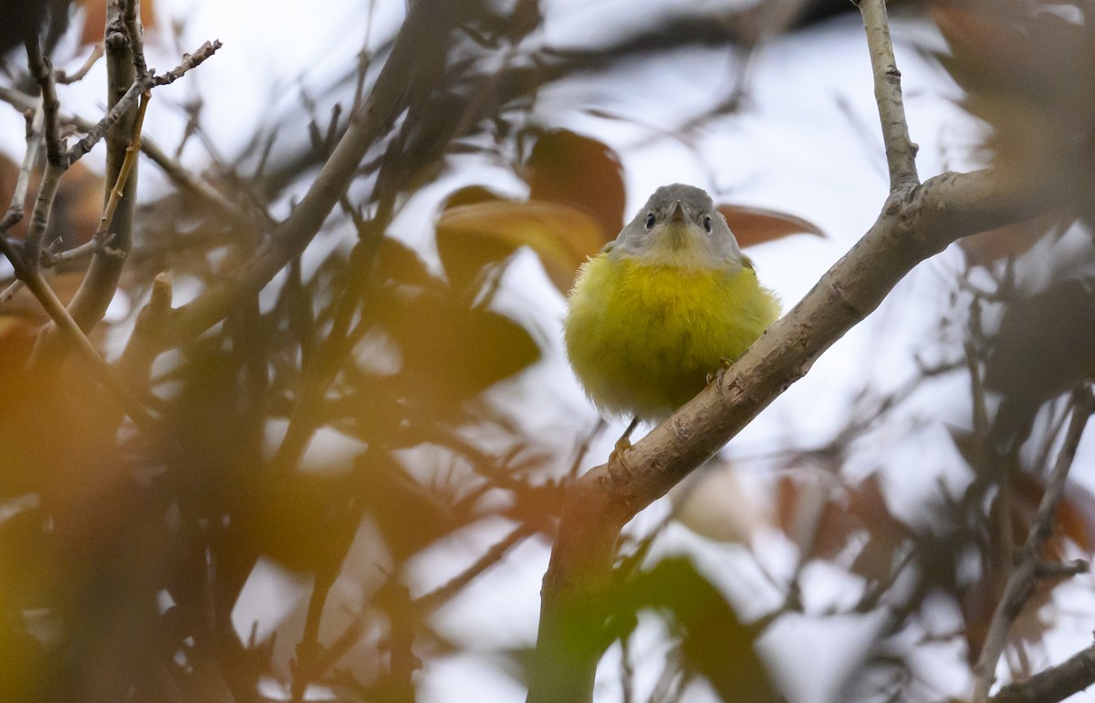 Nashville Warbler - ML645749410