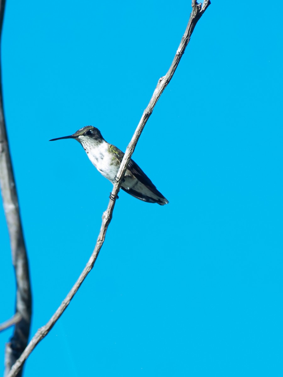Ruby-throated Hummingbird - ML645749416