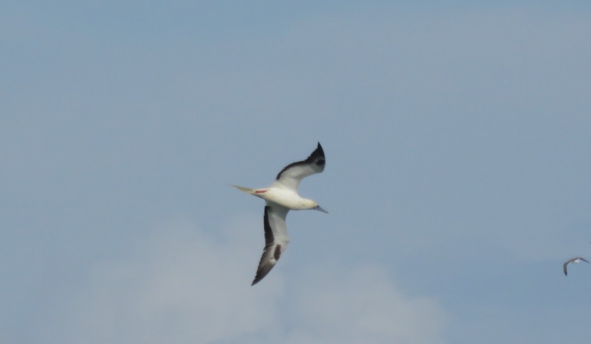 סולה אדומת-רגל - ML645749421