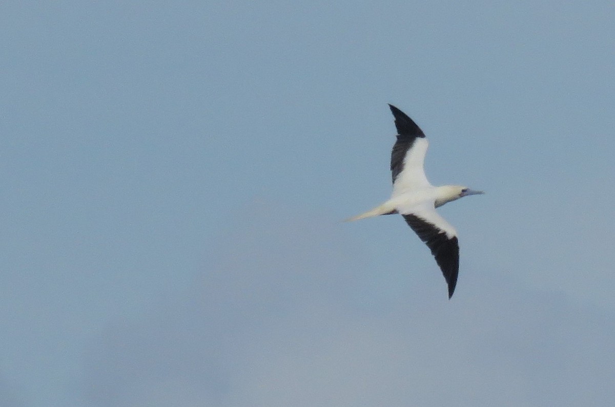 סולה אדומת-רגל - ML645749422