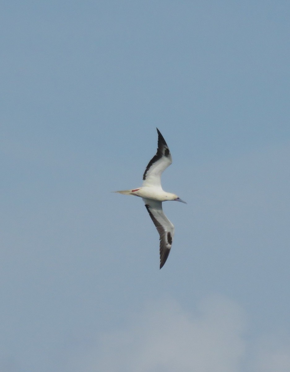 סולה אדומת-רגל - ML645749423