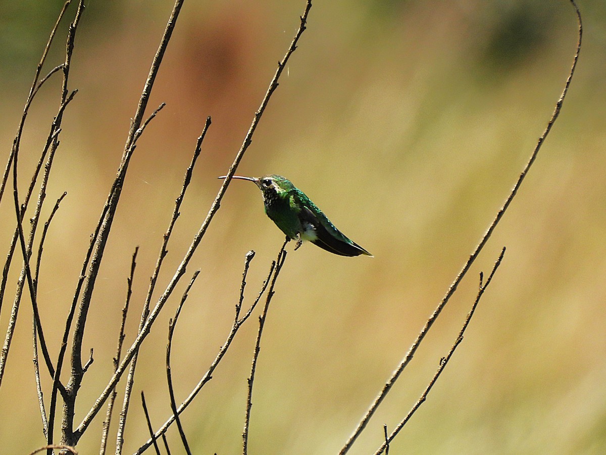 White-tailed Goldenthroat - ML645749430