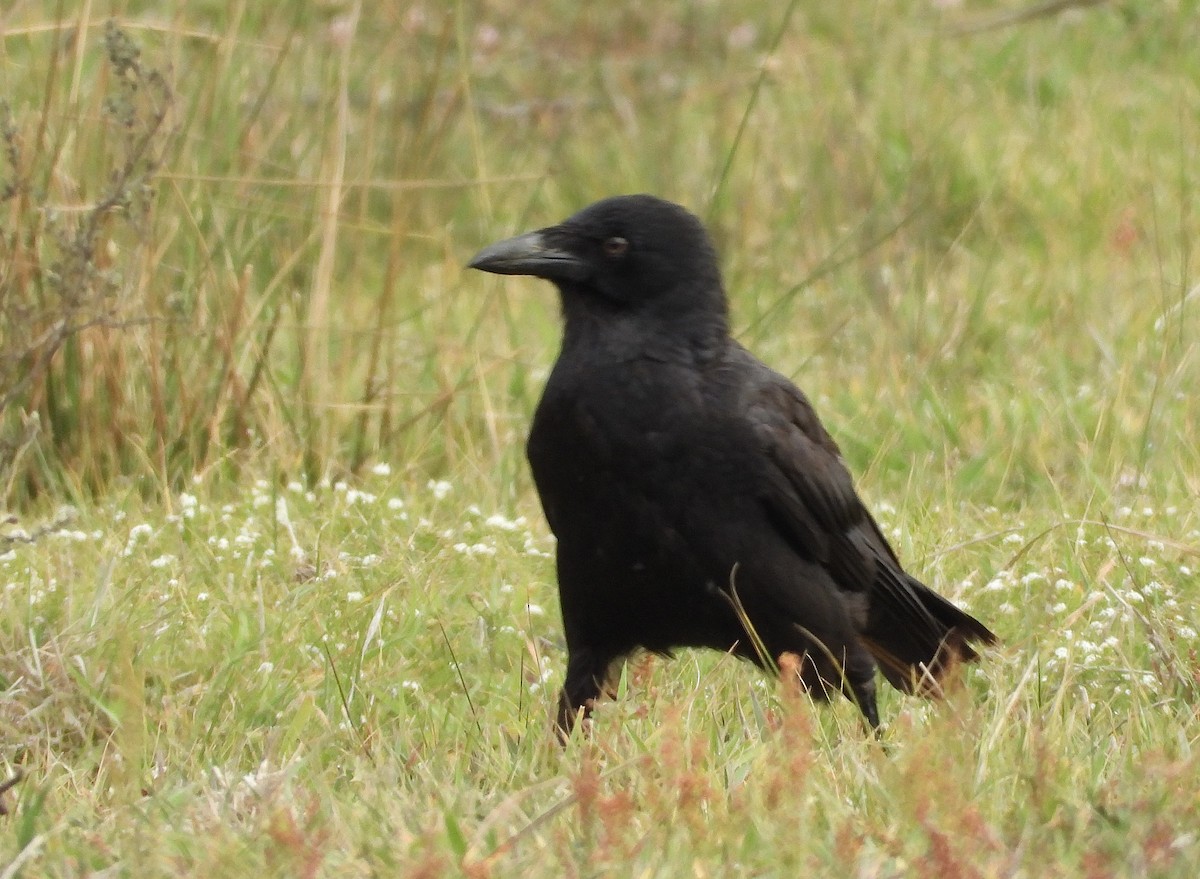 Little Raven - ML645749433