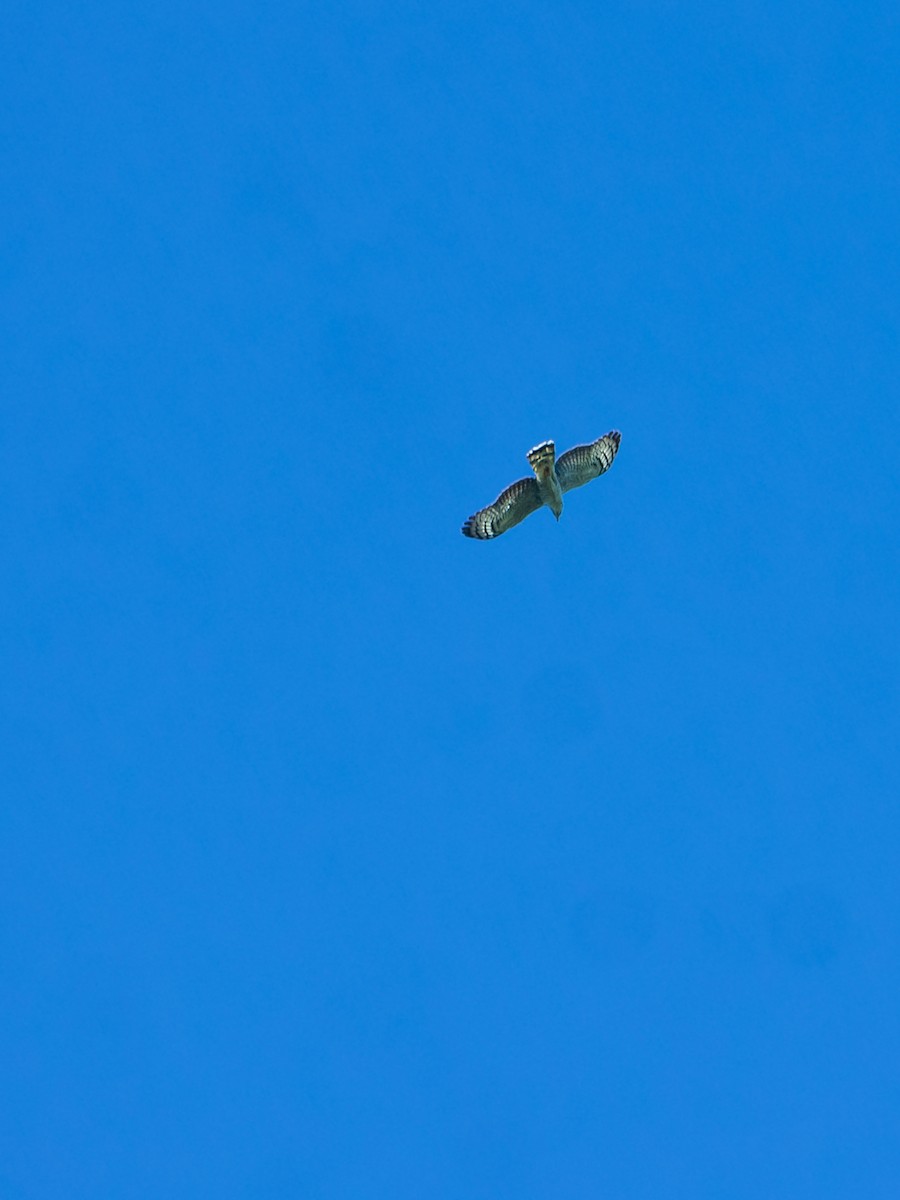 Hook-billed Kite - ML645749434