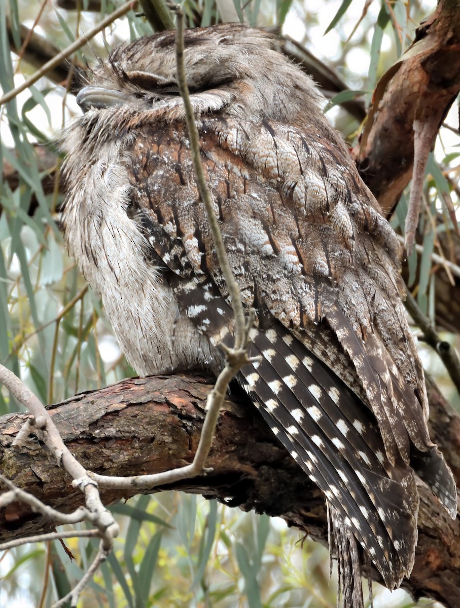 Tawny Frogmouth - ML645749436