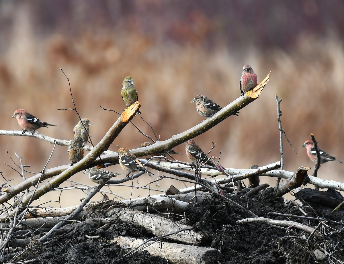 White-winged Crossbill - ML645749446