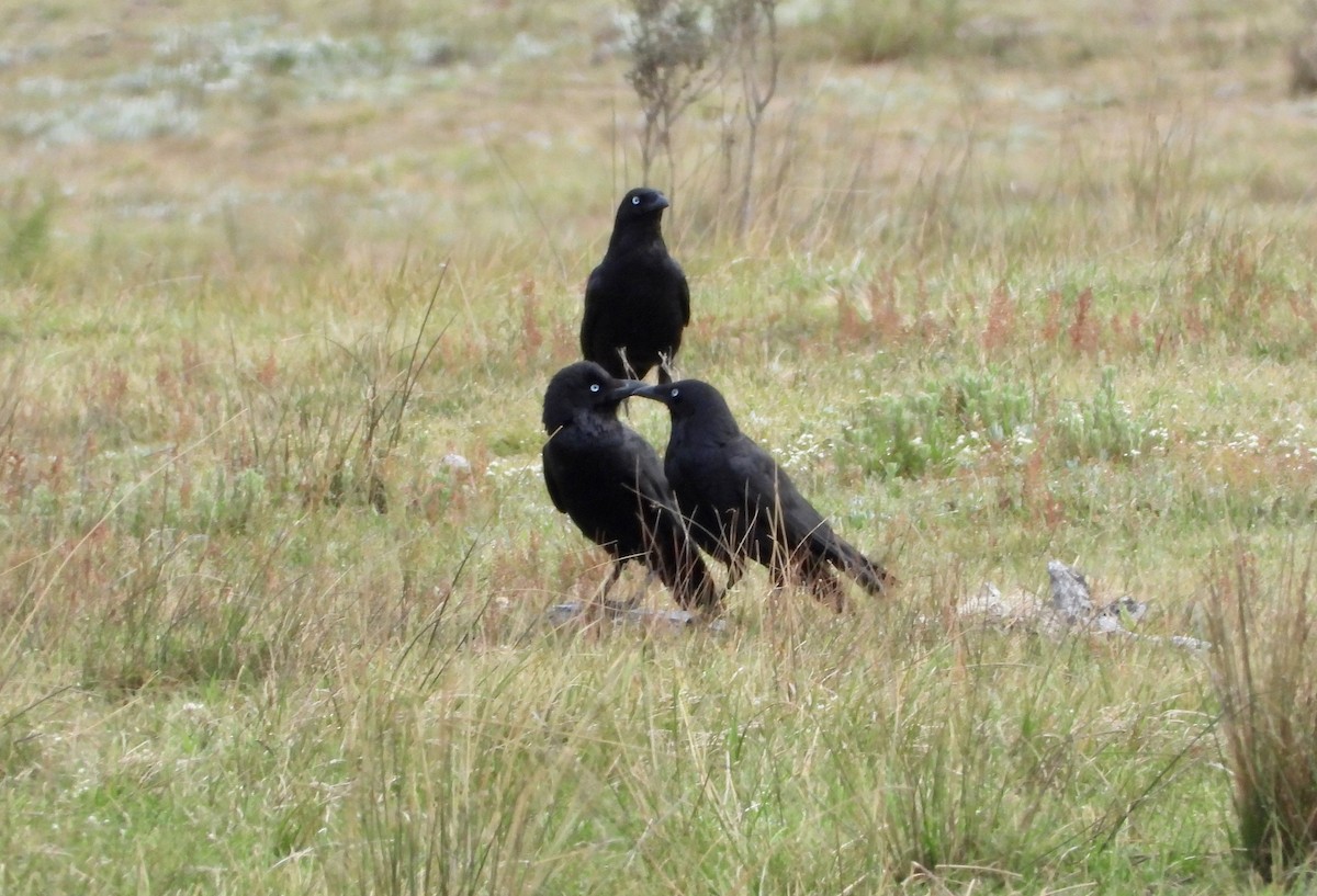 Little Raven - ML645749448