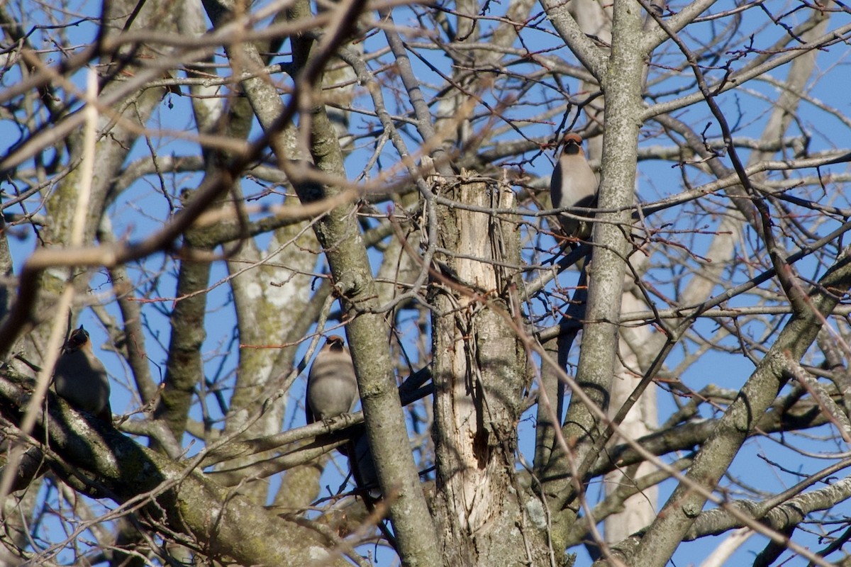 brkoslav severní - ML645749450