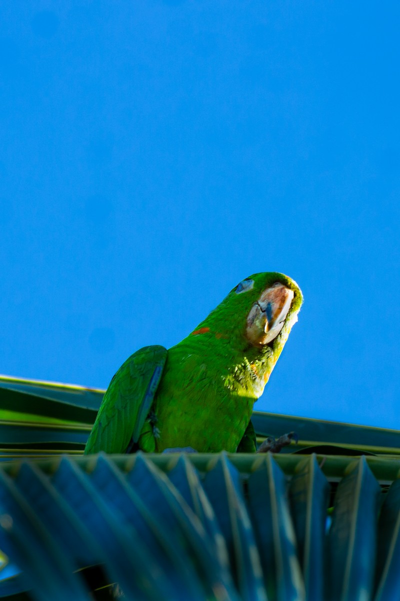 Pacific Parakeet - ML645749454