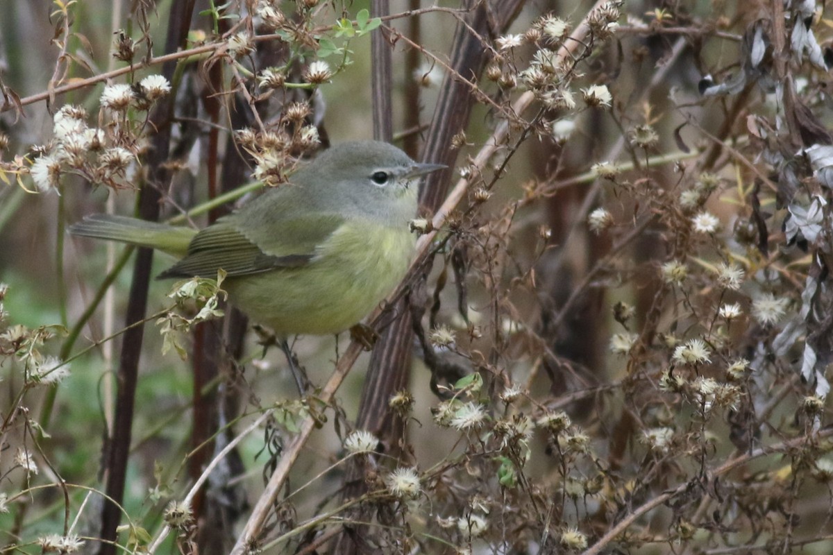 Orange-crowned Warbler (Gray-headed) - ML645749461