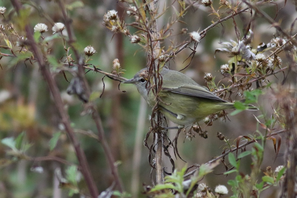 Orange-crowned Warbler (Gray-headed) - ML645749462