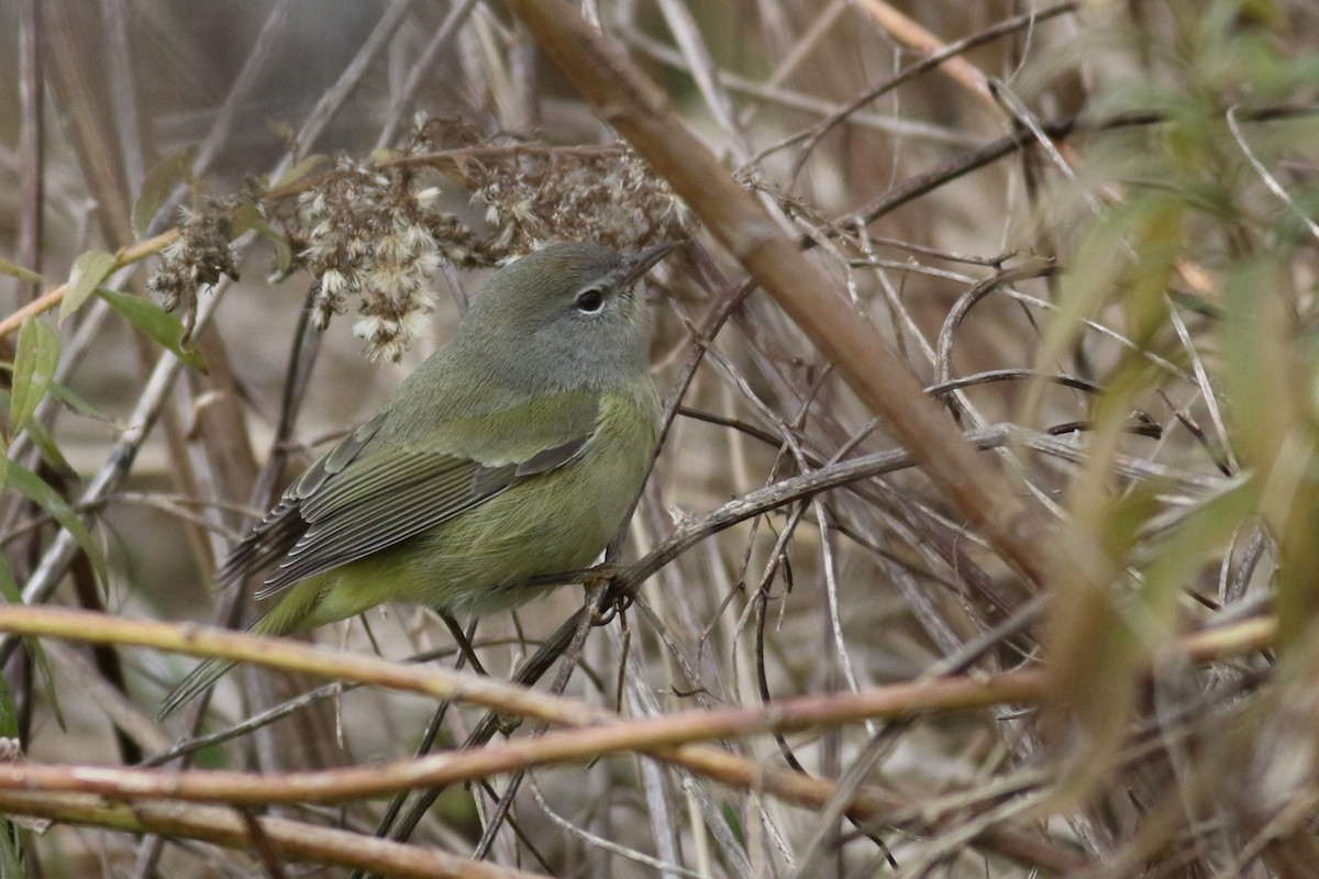 Orange-crowned Warbler (Gray-headed) - ML645749464