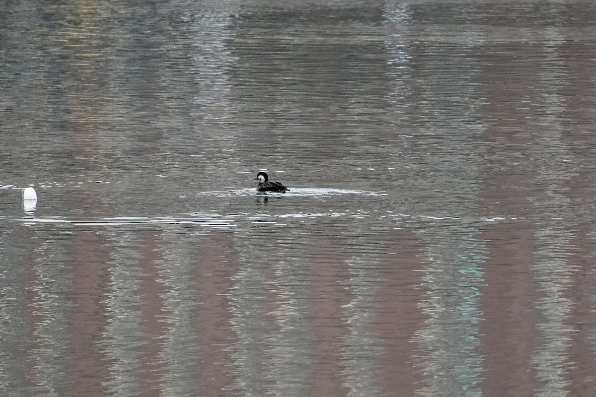 amerikasvartand - ML645749467