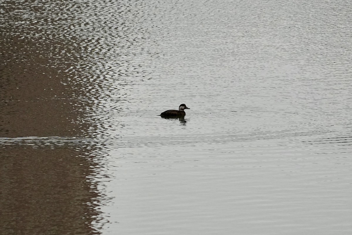 amerikasvartand - ML645749468