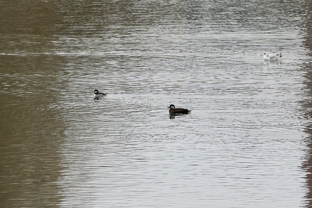 amerikasvartand - ML645749469