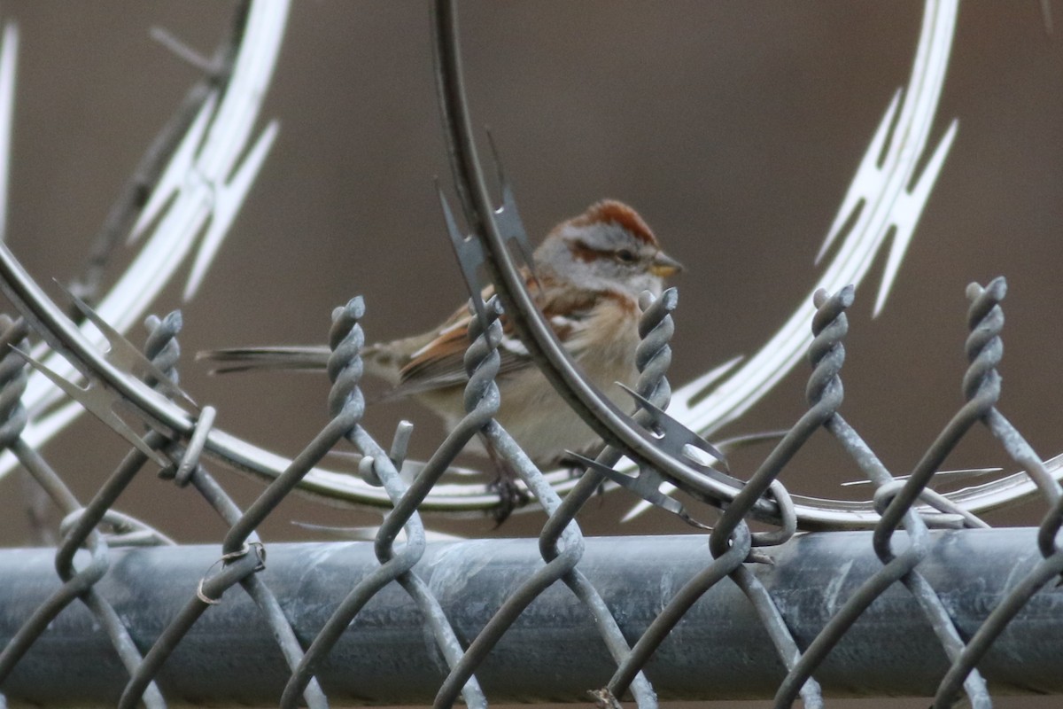 American Tree Sparrow - ML645749474