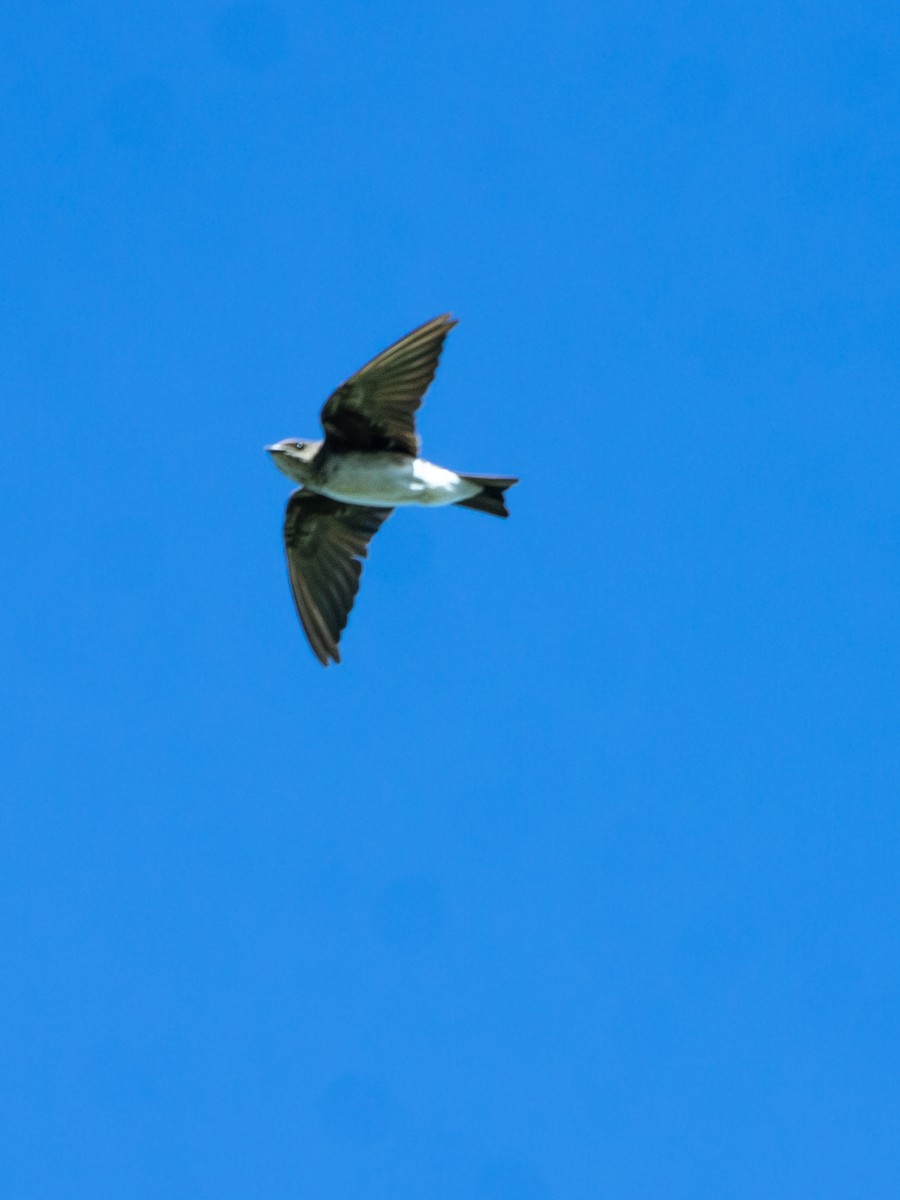Gray-breasted Martin - ML645749475