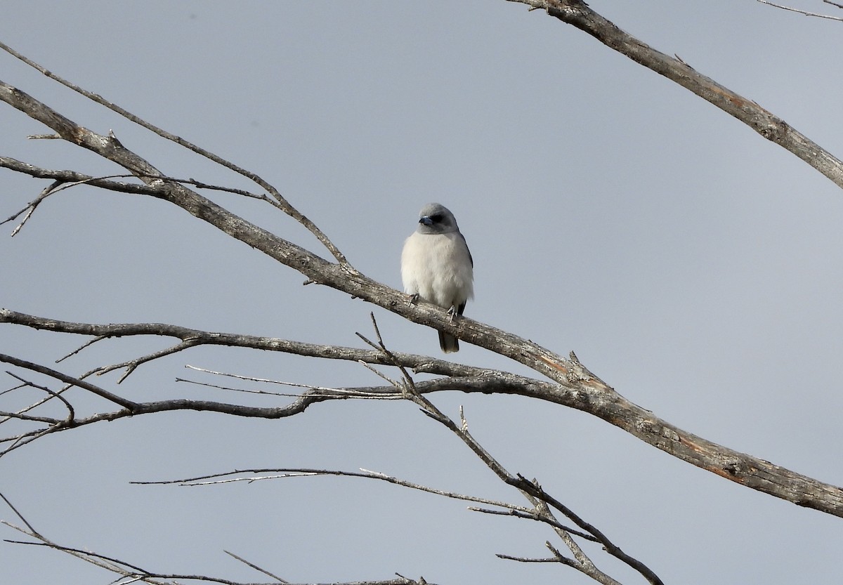 Masked Woodswallow - ML645749483
