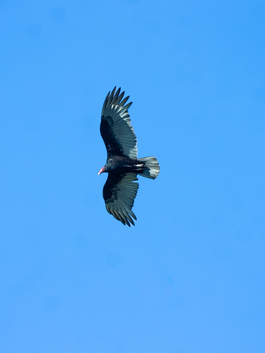 Turkey Vulture - ML645749492