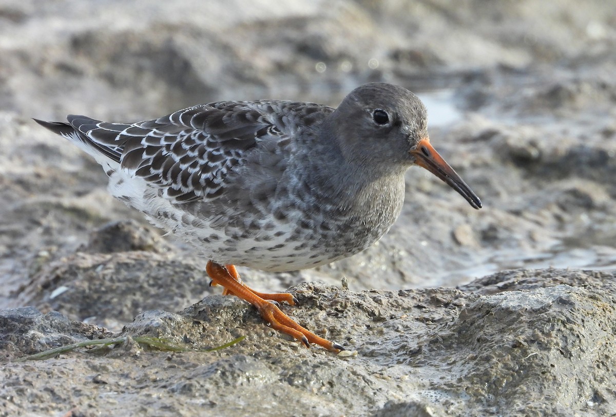 Purple Sandpiper - ML645749497